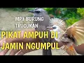 Download Lagu suara pikat trucukan ampuh paling  di cari #mp3burung #kicaumania