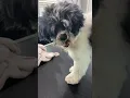 Millie - Pomapoo groom