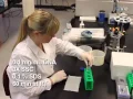 Using Microarray and Real time PCR Protocol