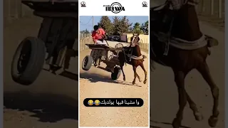 ومشينا فيها يا والديك 