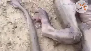 ضهور تنين في العراق في محافظة البصرة 