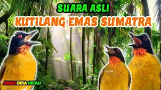 suara asli kutilang emas sumatra
