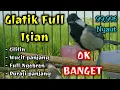 Glatik full isian || Pancingan AMPUH GELATIK BATU GACOR