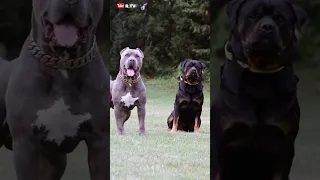 اوعي تربي كلب البيتبول لهاذا السبب كلاب Pitbull 