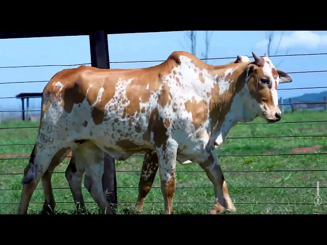 Lote 29