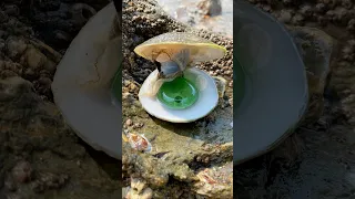 Wonderful Day Finding Beautiful Pearls In The Shorts Clam Pearl Satisfying 