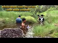 Download Lagu Nyeser udang di parit air hitam saat musim kemarau udang nya luar biasa banyak ⁉️