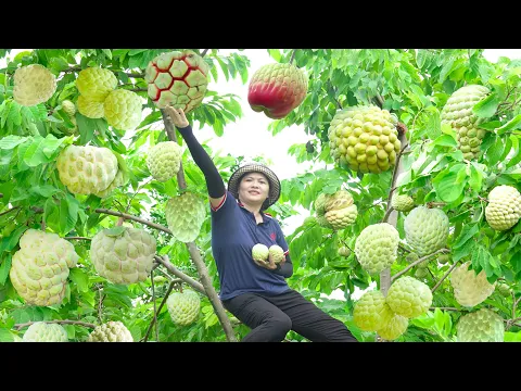 Download MP3 Harvesting Chewy Na Fruit \u0026 Make doughnuts Goes to the market sell | Lý Thị Hồng