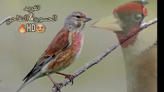 تغريد صوت الحسون مع التفاحي للصيد 2024 HD 