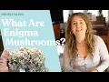 Enigma Mushrooms What Are They DoubleBlind