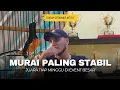 Download Lagu Ini Dia Murai Batu Paling Stabil di Event Besar Lintas EO dan Provinsi‼️
