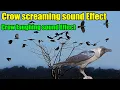 Download Lagu Crow call to attract crows | Crow screaming sound Effect | Crow laughing sound Effect