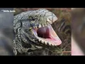 Tegu lizard sightings in South Carolina