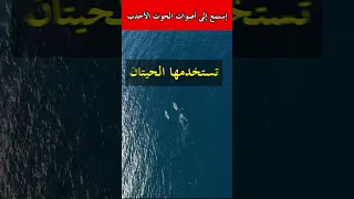 إستمع إلى صوت الحوت الأحدب المرعب  إستمع إلى صوت الحوت الأحدب المرعب