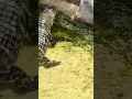 Alligator chomping on chicken