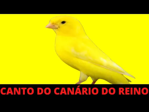 Download MP3 1 HORA DE CANTO DO CANÁRIO DO REINO NA NATUREZA