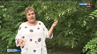 Омичи не смогли увидеть в этом году как цветут самые редкие растения