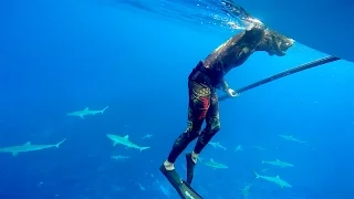 Diving with just short of a Billion MAN EATING SHARKS (Sailing La Vagabonde) Ep. 53