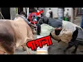 Download Lagu Pagla Goru 2025 | Hojrotpur\\ Ashulia Gorur Haate Pagla Gorur Paglami 2025 | Amazing Mad Cow Madness