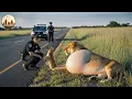 Animal Rescue Lion Cub Cries for Hours to Save His Injured Mother #107
