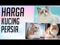 Download Lagu Harga Kucing Persia Medium dan Cara Perawatanya