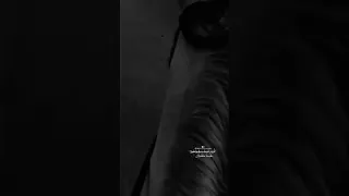 اقوم قومه جمل واطيح طيحه حصان  اقوم قومه جمل واطيح طيحه حصان