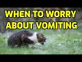 What Causes A Cat To Throw Up Undigested Food
