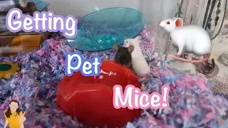 getting pet mice kelli maple