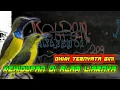 #pancingan #mp3 || BURUNG KOLIBRI/SOGON (SOGOK OTONG) DI ALAM LIARNYA