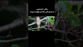 استمع الي صوت وتغريد طائر العندليب 