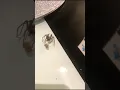 SPIDER EATS AND STEALS MY WEED