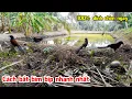 Download Lagu Cách Bẫy Bìm Nhanh Nhất Bằng Mồi Nhái - Trần Thành Hữu