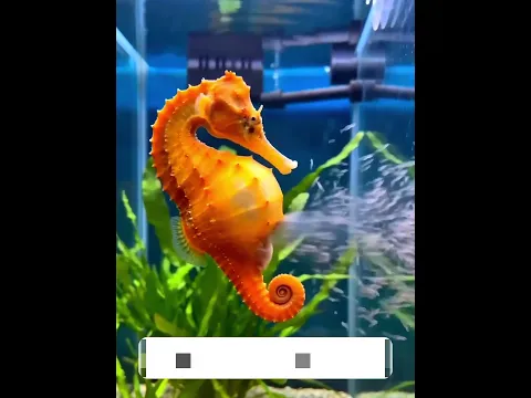 Seahorse की खूबसूरत दुनिया | Beautiful Seahorses!
