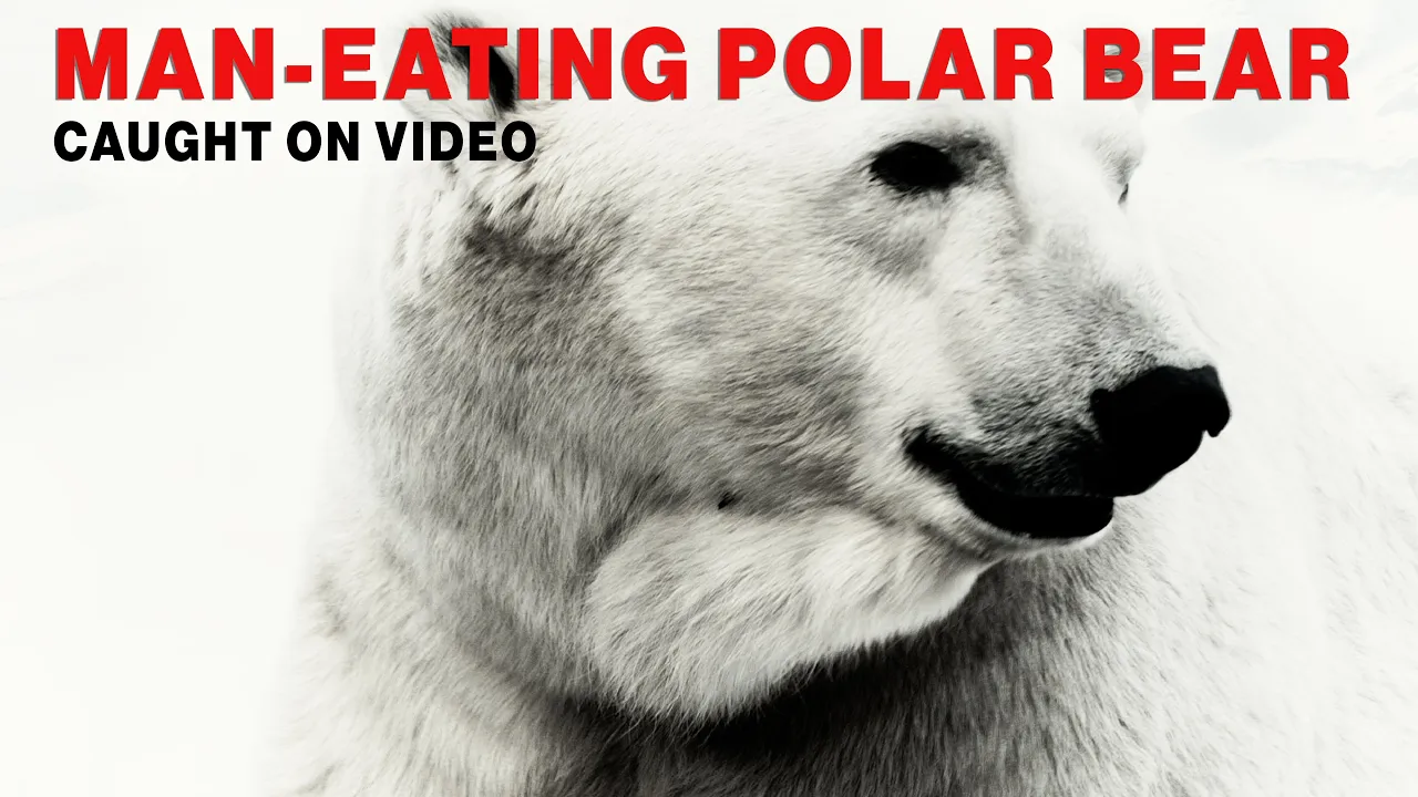 MAN-EATING POLAR BEAR CAUGHT ON VIDEO   Wildlife   BBQ Pit Boys