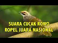 Download Lagu SUARA CUCAK ROWO ROPEL JUARA NASIONAL