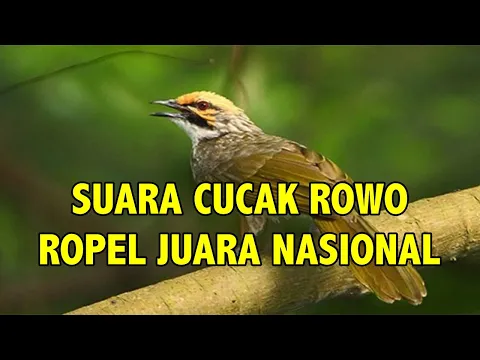Download MP3 SUARA CUCAK ROWO ROPEL JUARA NASIONAL