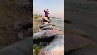 صيد سمك البز في الموصل دندنها