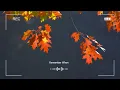 Morning November 🍂 Relaxing Acoustic Music for Cozy Fall Days |  Indie/Pop/Folk/Acoustic Playlist