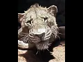 Download Lagu Taka chose to save Mufasa twice #shorts #trending #edit #viralvideo