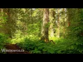 Earth Elemental Healing 432Hz Music Grounding Growth Prosperity Strength