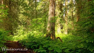Earth Elemental Healing 432Hz Music Grounding Growth Prosperity Strength