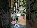 Download Lagu How to water your air plants (Tillandsia) at home! #planttips #plantcare #airplants #plantcare