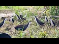 Download Lagu mikat burung ruak ruak siang hari.