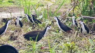mikat burung ruak ruak siang hari 