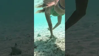 Baby Conch #boatlife #shorts #bahamas #reels  #sailing #ocean #sailingchannel #lifestyle #boatlife