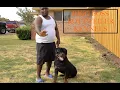 NEW WAVE OF ROTTWEILER 2023-2024