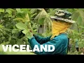 The Trouble with Kratom in Thailand