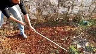 طريقة رائعة لزراعة الثوم مع مروان منصور 