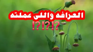 العرافه واللى عملته  العرافه واللى عملته