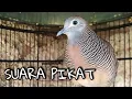 PERKUTUT LOKAL SUARA PIKAT